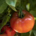 Kalloni F1 Tomato