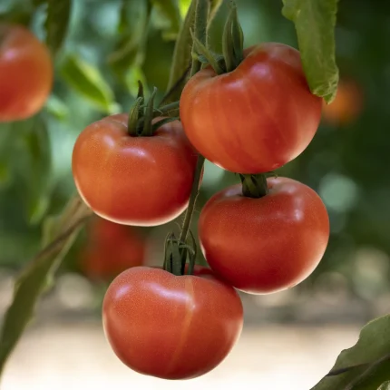 Kalloni F1 Tomato