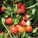 Galilea Tomato