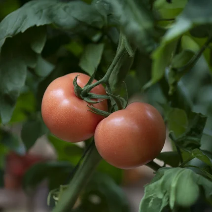 Tomato Rapanui