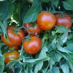 Faidra Tomato