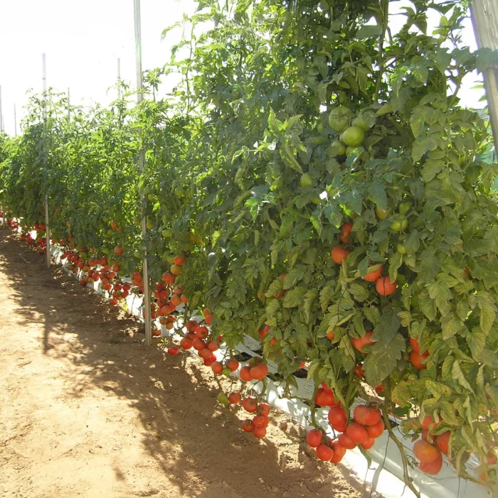 Faidra Tomato