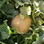 Fluvia F1 Melon