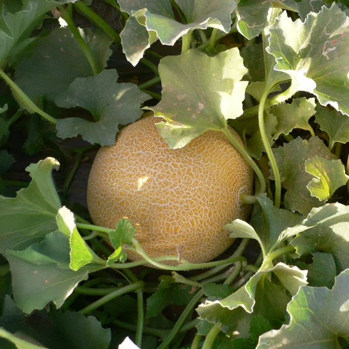 Fluvia F1 Melon