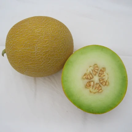 Fluvia F1 Melon