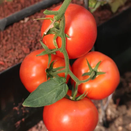 Lampetie Tomato