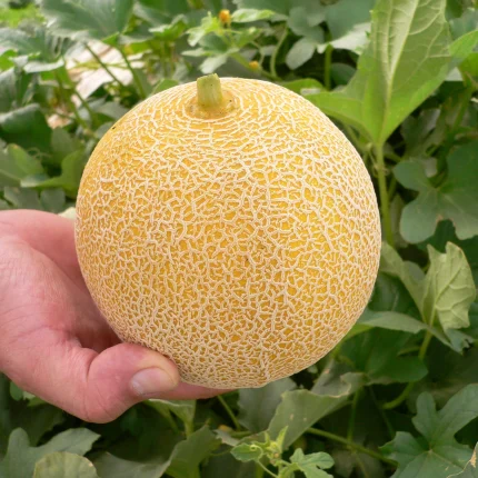 Lavigal F1 Melon