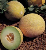 Lavigal F1 Melon