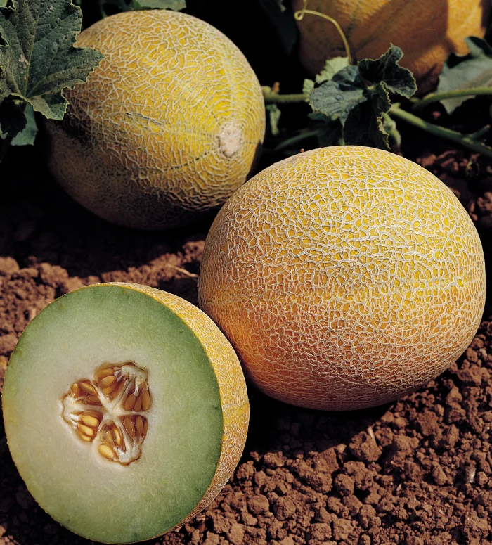 Lavigal F1 Melon