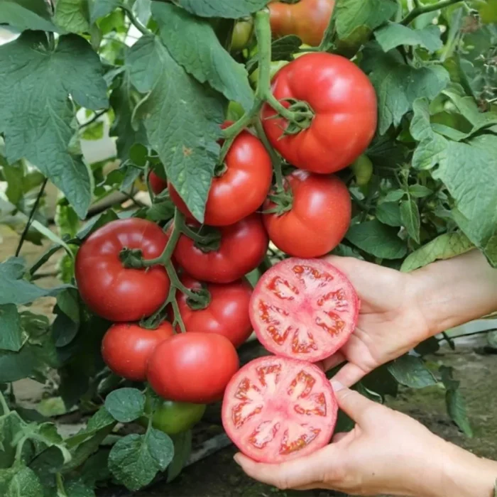Manistella F1 Tomato