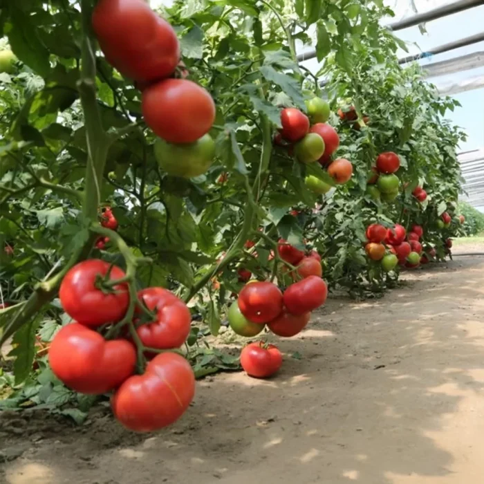 Manistella F1 Tomato