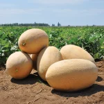Raymond F1 Melon