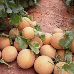 Zepo F1 Melon