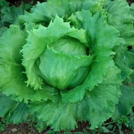 Brisamar Product