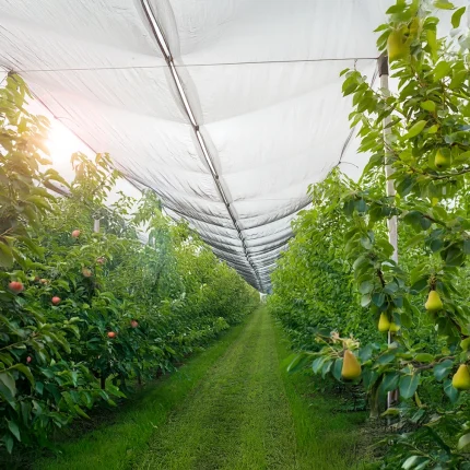 Anti-Hail Net in a greenhouse