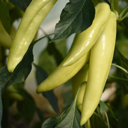 Ekstaza Product