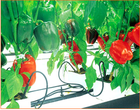 Irrigation and Nutrition Image