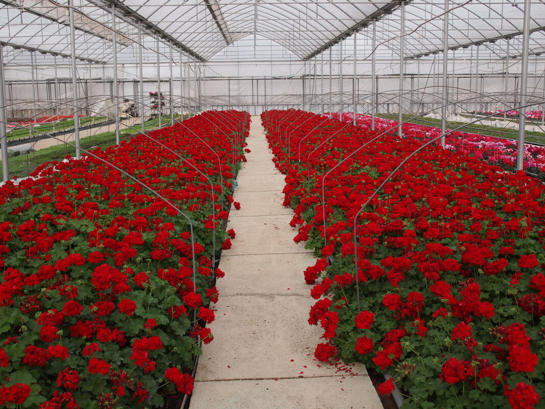 Polyethylene Greenhouse