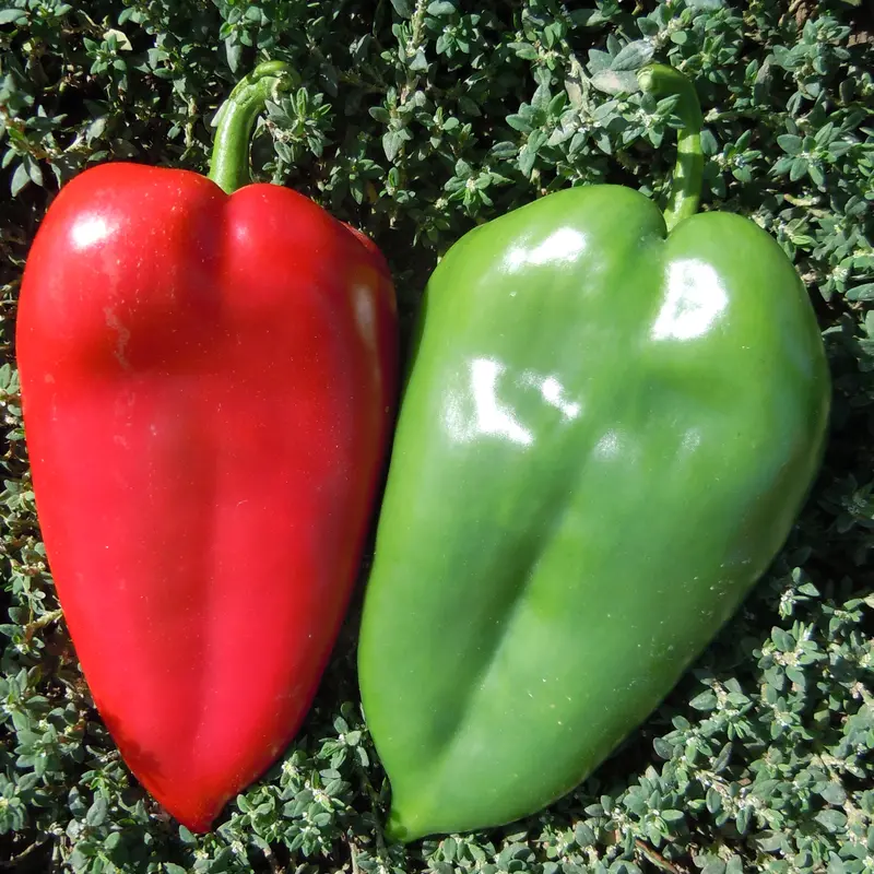 Slonovo Uvo Product