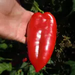 Slonovo Uvo Product